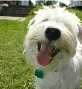 schnauzer white terrier